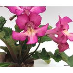 Стрептокарпусы- растение 61.3