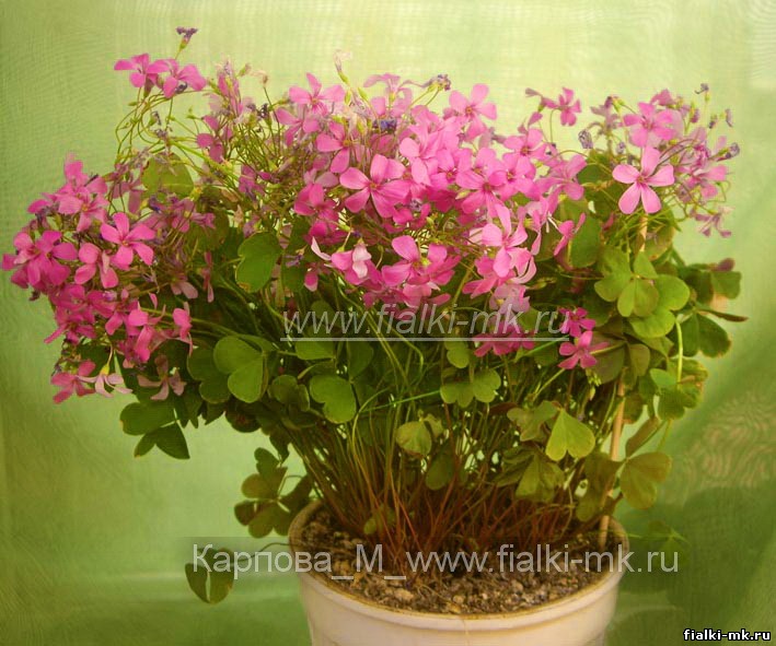 Изображения Кислица - Oxalis articulata купить в интернет-магазине ...