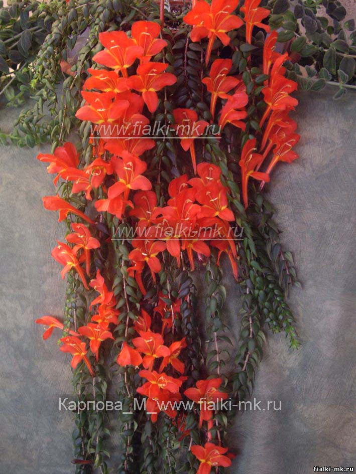 Колумнея Arguta купить в интернет-магазине | Колумнеи