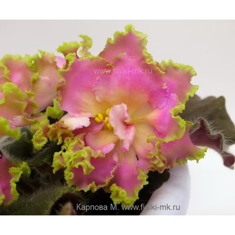 Цветовая гамма и форма цветка Фиалки РМ-Саломея