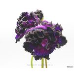 Стрептокарпус DS-Flowerbomb