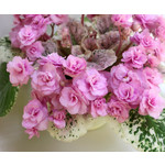 Фиалка Rose Bouquet