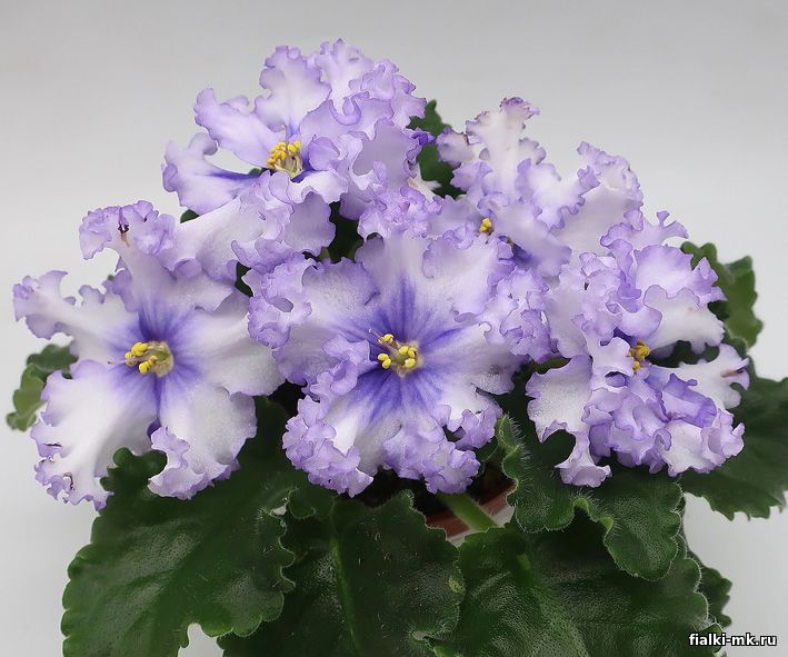 Рм глаз дракона фиалка. Фиалка фрости фролик. Фиалки тф. Фиалки тф. Фиалка иллирия.