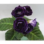 Кликните для увеличения изображения