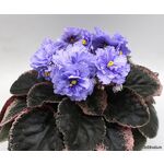 Кликните для увеличения изображения