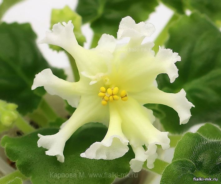 Студенттер барлық әңгімелерді қамтитын порнографиялық бейнеролик жасады.