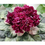 Кликните для увеличения изображения