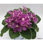 Кликните для увеличения изображения