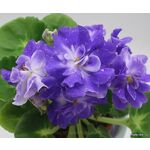 Кликните для увеличения изображения