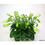 Фиалка Emerald Bell