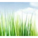 Фиалка ЛИС-Нежная Осень