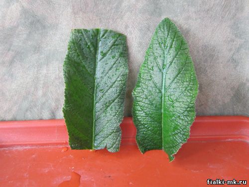Как укоренять листья стрептокарпуса